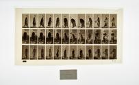 [Plate 229: negative for Animal Locomotion collotype]