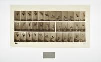 [Plate 230: negative for Animal Locomotion collotype]