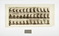 [Plate 232: negative for Animal Locomotion collotype]