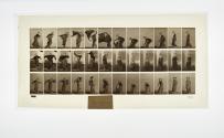 [Plate 233: negative for Animal Locomotion collotype]