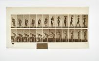 [Plate 235: negative for Animal Locomotion collotype]