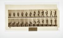 [Plate 237: negative for Animal Locomotion collotype]