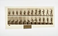 [Plate 237: negative for Animal Locomotion collotype]