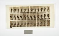 [Plate 238: negative for Animal Locomotion collotype]