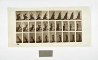 [Plate 246: negative for Animal Locomotion collotype]