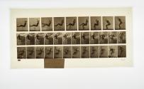 [Plate 247: negative for Animal Locomotion collotype]