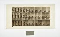 [Plate 248: negative for Animal Locomotion collotype]