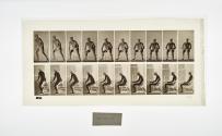 [Plate 249: negative for Animal Locomotion collotype]