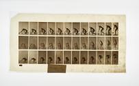 [Plate 252: negative for Animal Locomotion collotype]