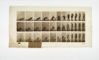 [Plate 256: negative for Animal Locomotion collotype]