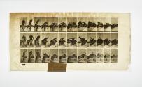 [Plate 264: negative for Animal Locomotion collotype]
