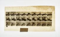 [Plate 265: negative for Animal Locomotion collotype]