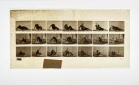 [Plate 267: negative for Animal Locomotion collotype]