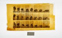 [Plate 268: negative for Animal Locomotion collotype]