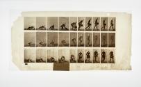 [Plate 269: negative for Animal Locomotion collotype]