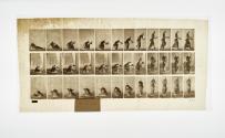 [Plate 271: negative for Animal Locomotion collotype]