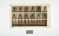[Plate 275: negative for Animal Locomotion collotype]