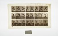 [Plate 276: negative for Animal Locomotion collotype]