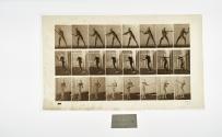 [Plate 277: negative for Animal Locomotion collotype]