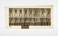[Plate 278: negative for Animal Locomotion collotype]