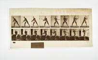 [Plate 279: negative for Animal Locomotion collotype]