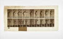 [Plate 281: negative for Animal Locomotion collotype]