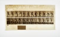 [Plate 284: negative for Animal Locomotion collotype]