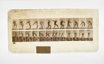[Plate 284: negative for Animal Locomotion collotype]