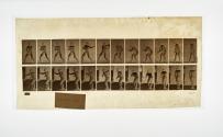 [Plate 285: negative for Animal Locomotion collotype]