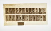 [Plate 289: negative for Animal Locomotion collotype]