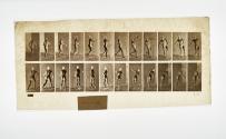 [Plate 290: negative for Animal Locomotion collotype]