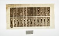 [Plate 291: negative for Animal Locomotion collotype]