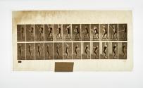 [Plate 292: negative for Animal Locomotion collotype]