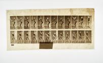 [Plate 293: negative for Animal Locomotion collotype]