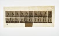 [Plate 294: negative for Animal Locomotion collotype]