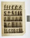 [Plate 300: negative for Animal Locomotion collotype]