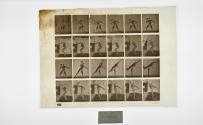 [Plate 315: negative for Animal Locomotion collotype]