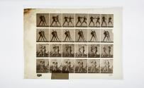 [Plate 330: negative for Animal Locomotion collotype]
