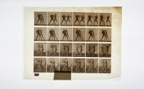 [Plate 330: negative for Animal Locomotion collotype]