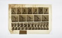 [Plate 316: negative for Animal Locomotion collotype]