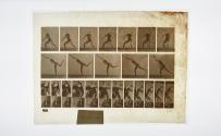 [Plate 316: negative for Animal Locomotion collotype]