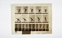 [Plate 314: negative for Animal Locomotion collotype]