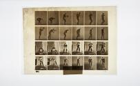 [Plate 312: negative for Animal Locomotion collotype]