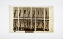 [Plate 309: negative for Animal Locomotion collotype]