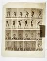 [Plate 302: negative for Animal Locomotion collotype]