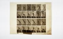 [Plate 307: negative for Animal Locomotion collotype]