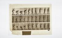 [Plate 304: negative for Animal Locomotion collotype]