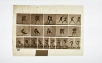 [Plate 331: negative for Animal Locomotion collotype]