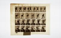 [Plate 332: negative for Animal Locomotion collotype]
