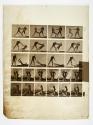 [Plate 333: negative for Animal Locomotion collotype]